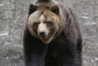 北海道棕熊
