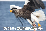 虎头海雕