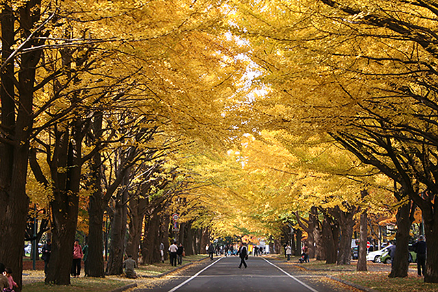 Hokkaido University campus